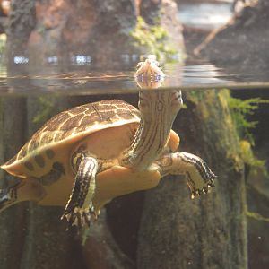 Delta Country - Chicken Turtle