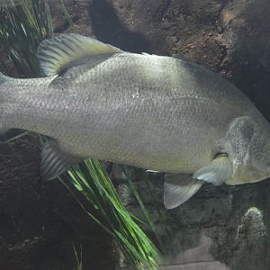 River Giants - Barramundi