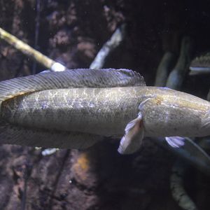 Tennessee River Gallery - Northern Snakehead