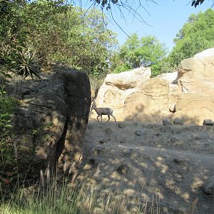 Bighorn sheep
