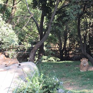 Lions