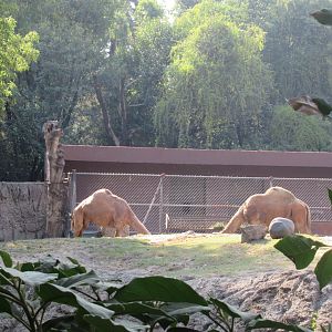 Dromedaries