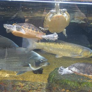 Delta Country - Assorted Species