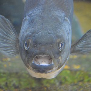 Delta Country - White Bass