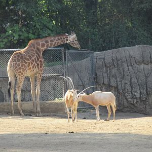 Giraffe and scimitar-horned oryx