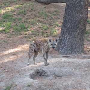 Spotted hyena