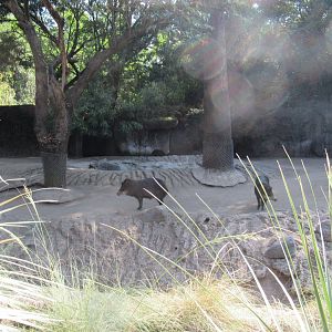 White-lipped peccaries
