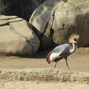 Crowned crane