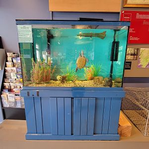 Delmarva Discovery Museum - Diamondback Terrapin inside entrance