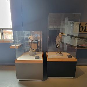 Delmarva Discovery Museum - Native bird wood carvings