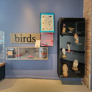 Delmarva Discovery Museum - Native bird wood carvings