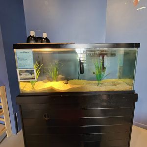 Delmarva Discovery Museum - Spiny softshell turtle in kids play room