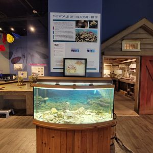 Delmarva Discovery Museum - Blue crab & oyster tank