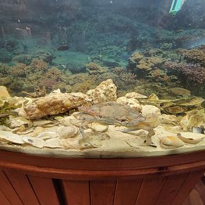 Delmarva Discovery Museum - Blue crab & oyster tank