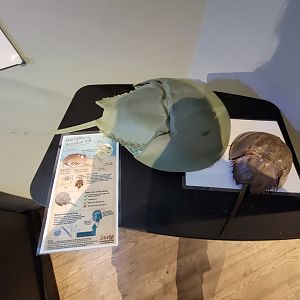 Delmarva Discovery Museum - Horseshoe crabs