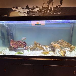 Delmarva Discovery Museum - Orange toadfish, striped burrfish
