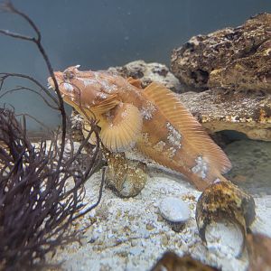 Delmarva Discovery Museum - Orange toadfish
