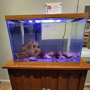 Delmarva Discovery Museum - Juvenile horseshoe crabs