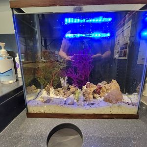 Delmarva Discovery Museum - Seahorse and pipefish, empty?