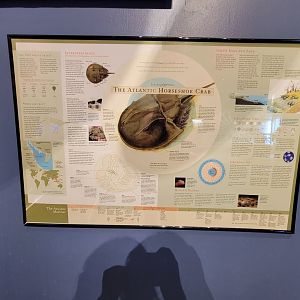 Delmarva Discovery Museum - Nice horseshoe crab poster