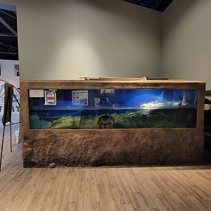 Delmarva Discovery Museum - Common snapping turtle