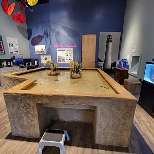 Delmarva Discovery Museum - Touch tank