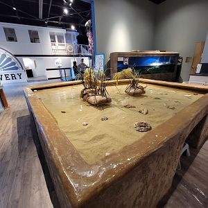 Delmarva Discovery Museum - Touch tank