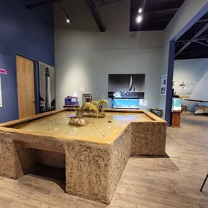 Delmarva Discovery Museum - Touch tank