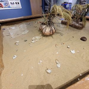 Delmarva Discovery Museum - Touch tank