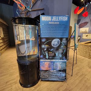 Delmarva Discovery Museum - Moon jellies
