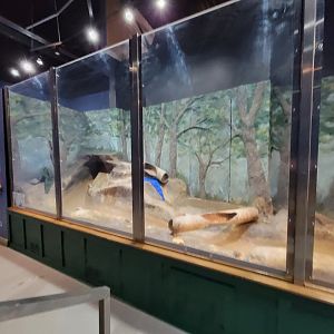 Delmarva Discovery Museum - NARO