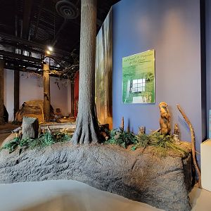 Delmarva Discovery Museum - Diorama