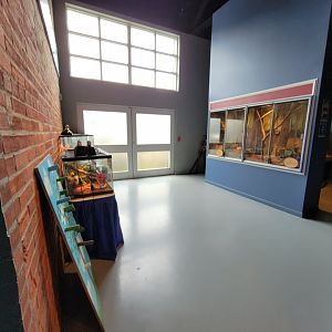 Delmarva Discovery Museum - Herp area