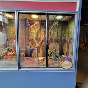 Delmarva Discovery Museum - Tree frog / empty / corn snake