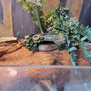 Delmarva Discovery Museum - Corn snake