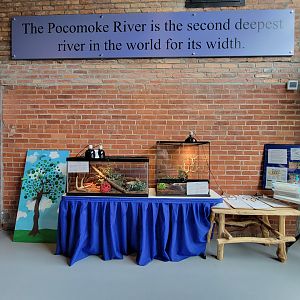 Delmarva Discovery Museum - Other wall