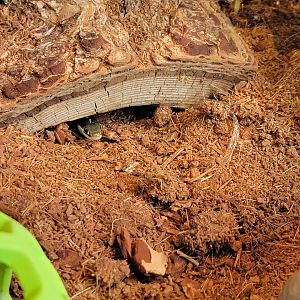 Delmarva Discovery Museum - Eastern ribbon snake