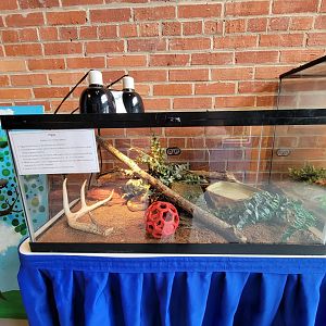 Delmarva Discovery Museum - Corn snake, albino