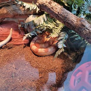 Delmarva Discovery Museum - Corn snake, albino