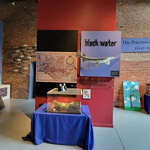 Delmarva Discovery Museum - Eastern box turtle