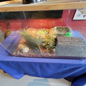 Delmarva Discovery Museum - Eastern box turtle