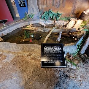Delmarva Discovery Museum - Diorama pond
