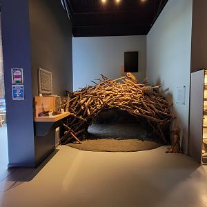 Delmarva Discovery Museum - Beaver diorama