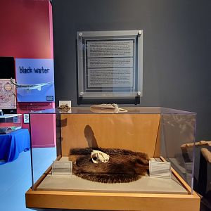 Delmarva Discovery Museum - Beaver info