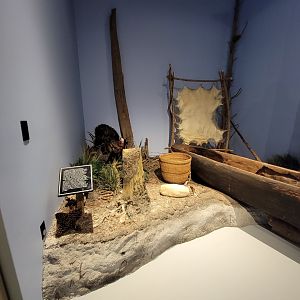 Delmarva Discovery Museum - Diorama