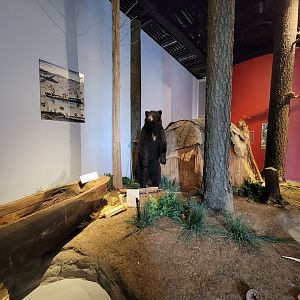 Delmarva Discovery Museum - Diorama