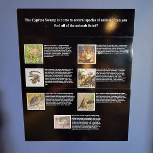 Delmarva Discovery Museum - Specimens placed in diorama