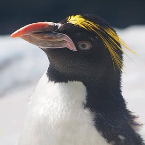 Macaroni penguin