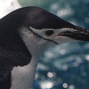 Chinstrap penguin