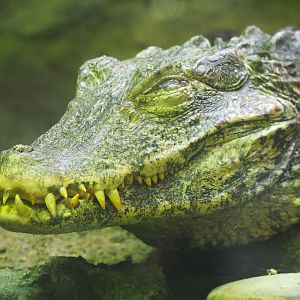 Cuvier's dwarf caiman